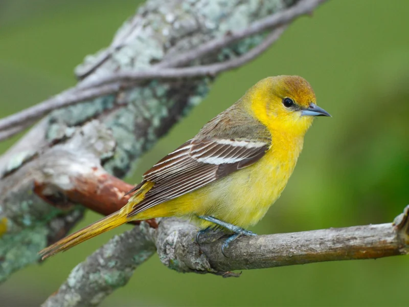 A female orchard oriole (Icterus spurius) perches on a tree limb in Maryland.
