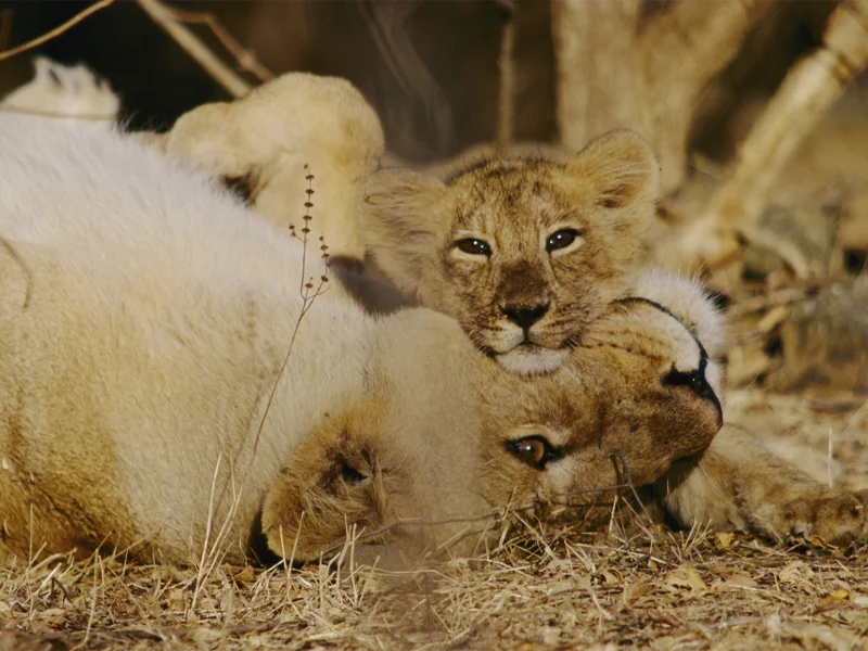 Life has no worries for the moment, but the tender play of mother and cub could vanish from Gir as quickly as the warm glow of late afternoon.