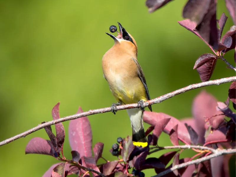 Cedar waxwings eat a lot of berries, which can sometimes become fermented and cause the birds to act disoriented and slow.