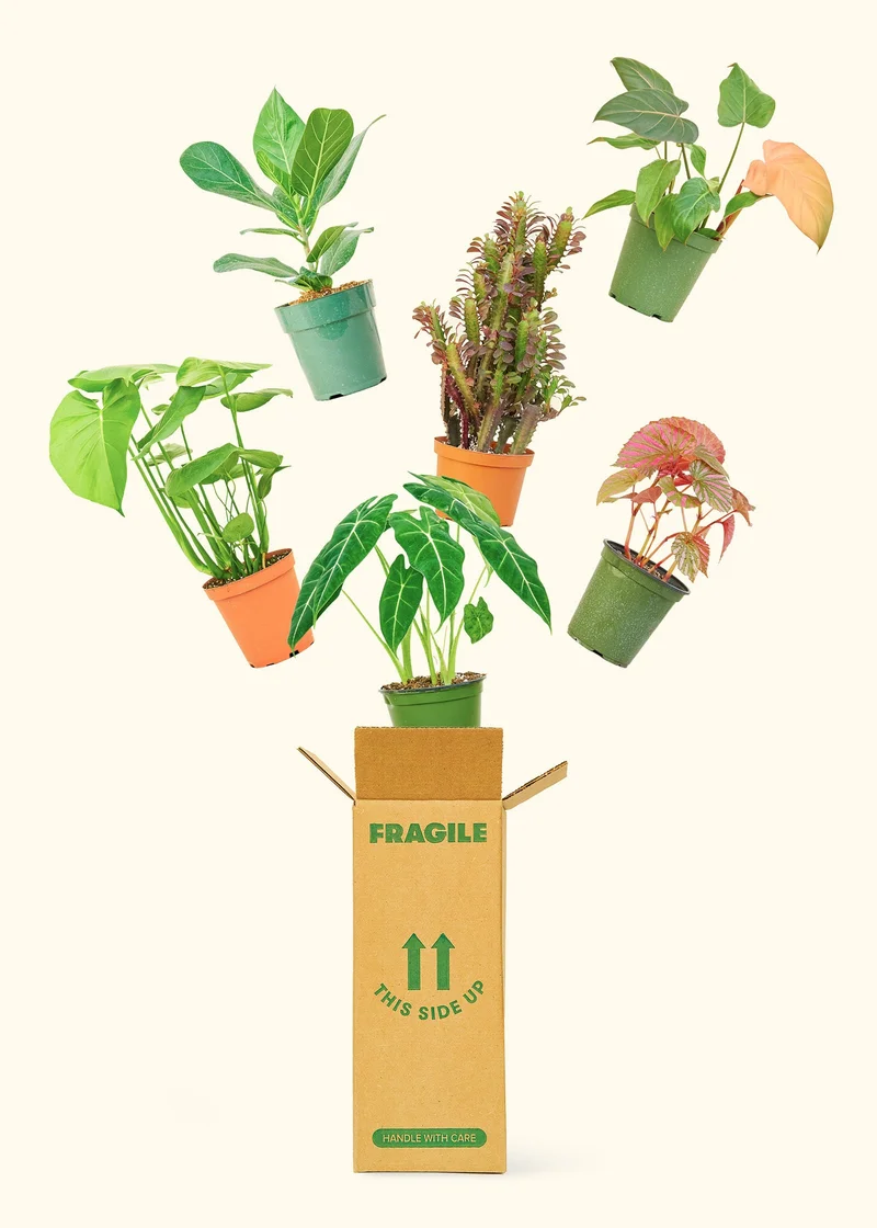 Image of Medium Mystery Plant, 6-Month Gift