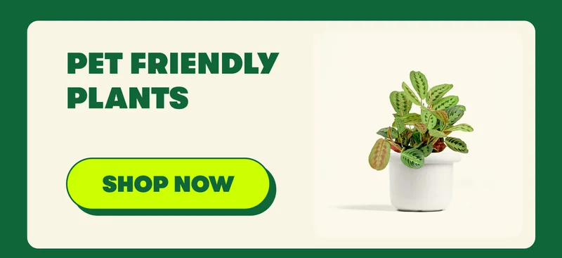 PET FRIENDLY PLANTS [SHOP NOW]