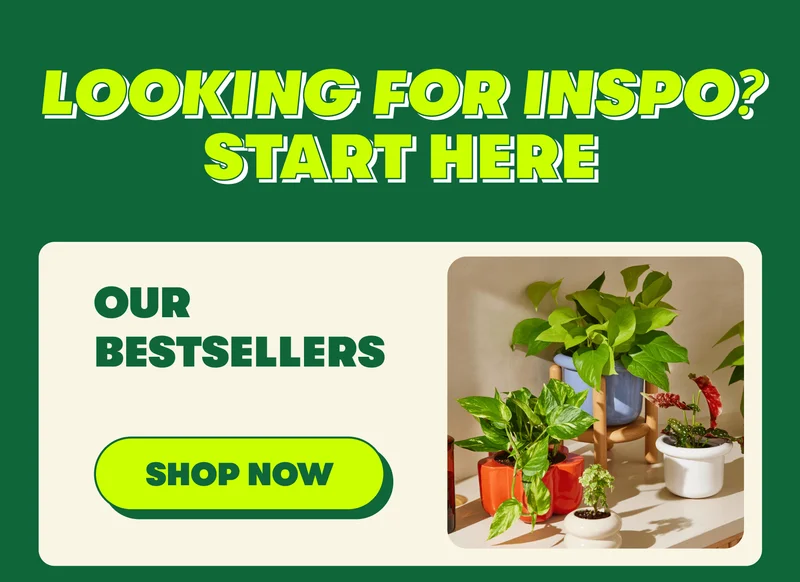 Looking for Inspo? Start Here OUR BESTSELLERS [SHOP NOW]