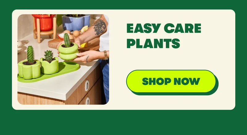 EASY CARE PLANTS [SHOP NOW]