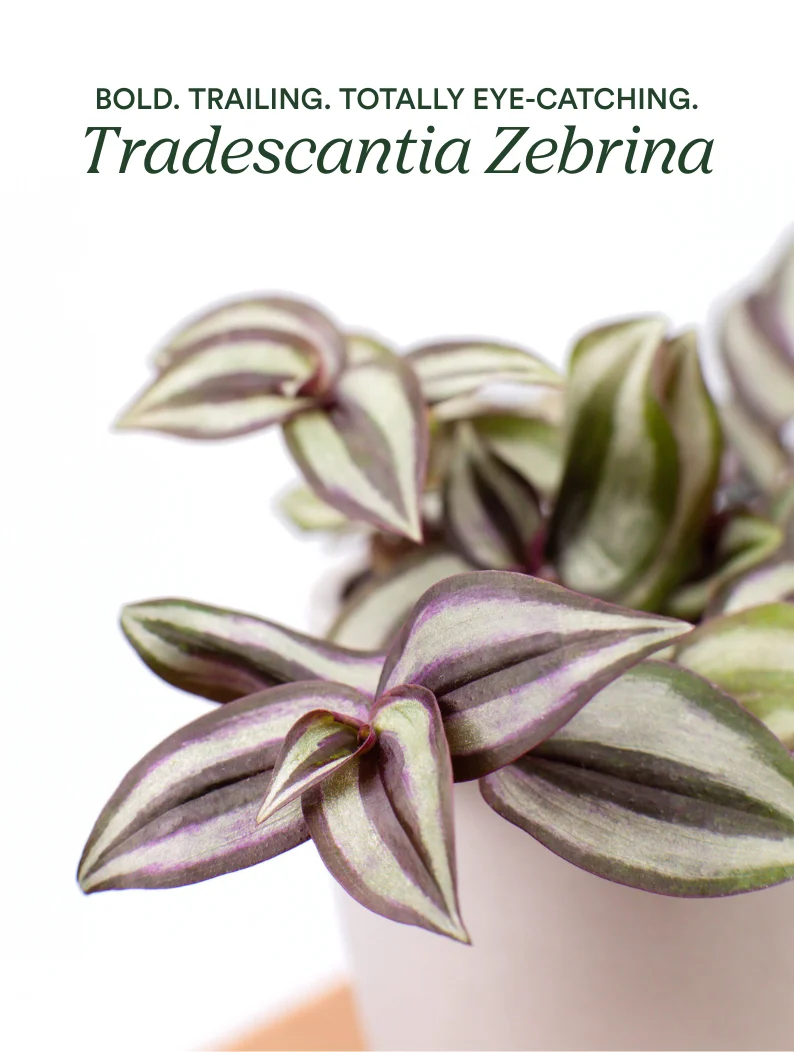shop tradescantia zebrina