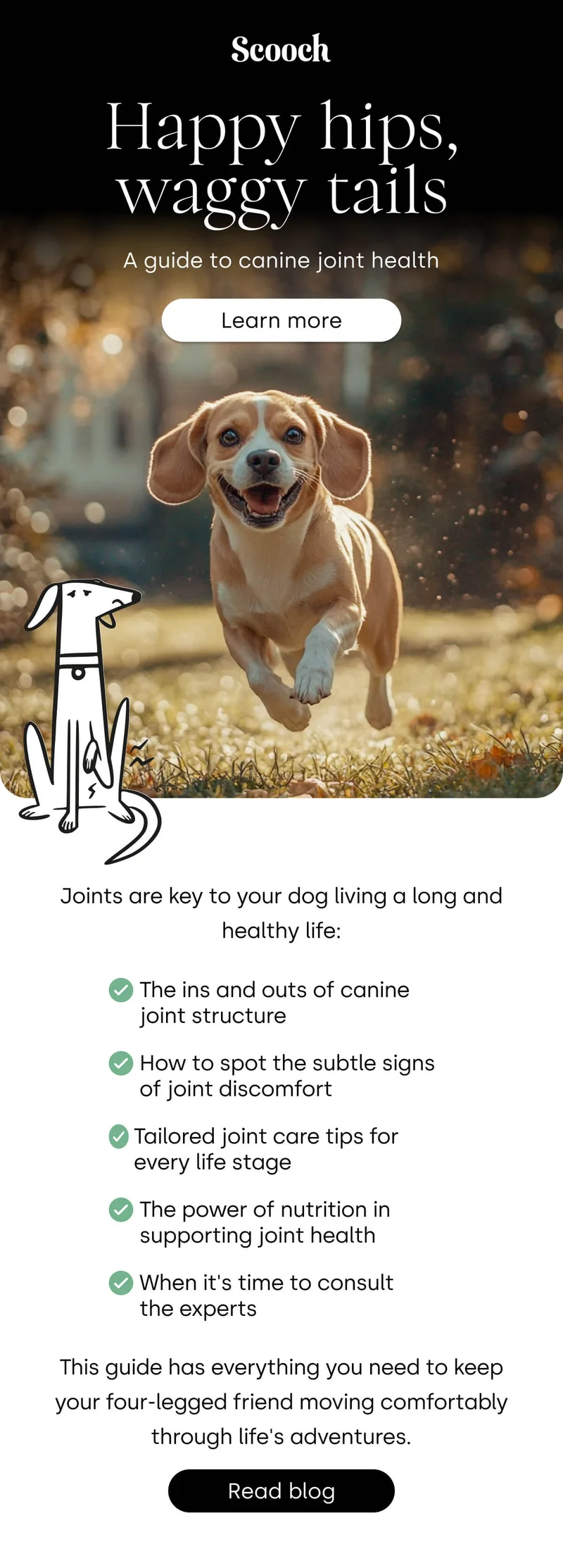 A guide to canine joint health - Learn more
