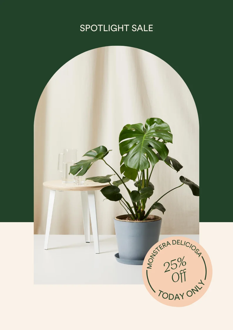 Save 25% on the monstera deliciosa