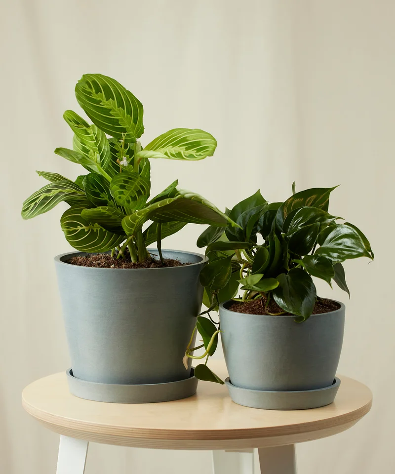 Image of Fast Growing Duo