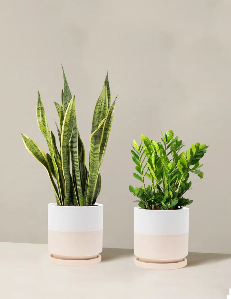Image of Low-Light Duo