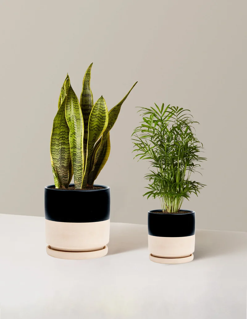 Image of Hardy Houseplants Duo