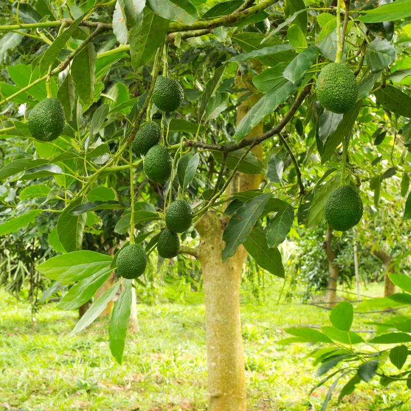 Image of Hass Avocado Tree