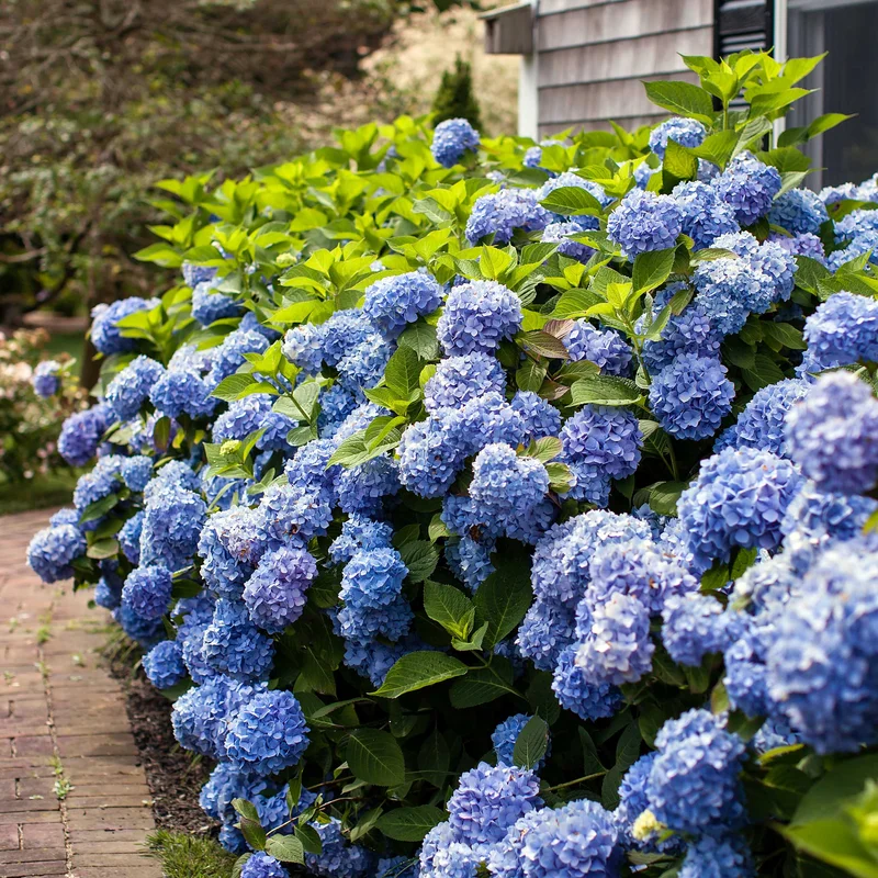 Image of Endless Summer® Hydrangea