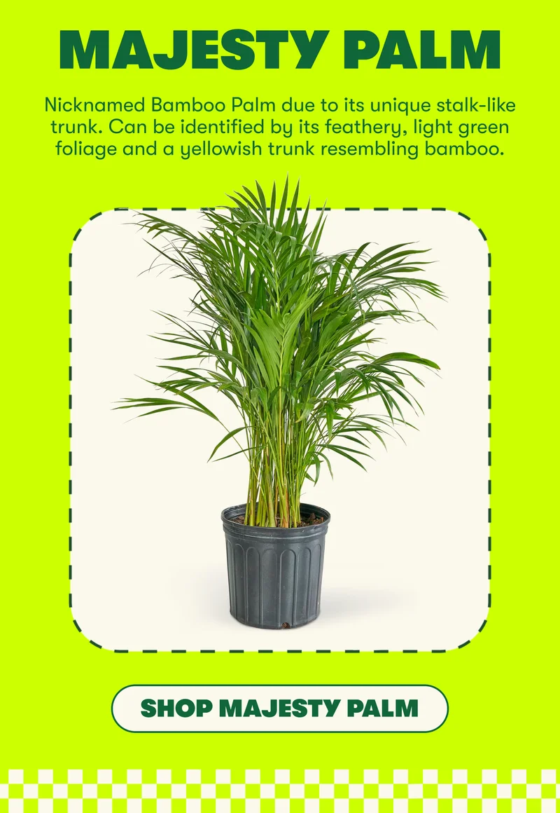 MAJESTY PALM Nicknamed Bamboo Palm due to its unique stalk-like trunk. Can be identified by its feathery, light green foliage and a yellowish trunk resembling bamboo. [SHOP MAJESTY PALM]