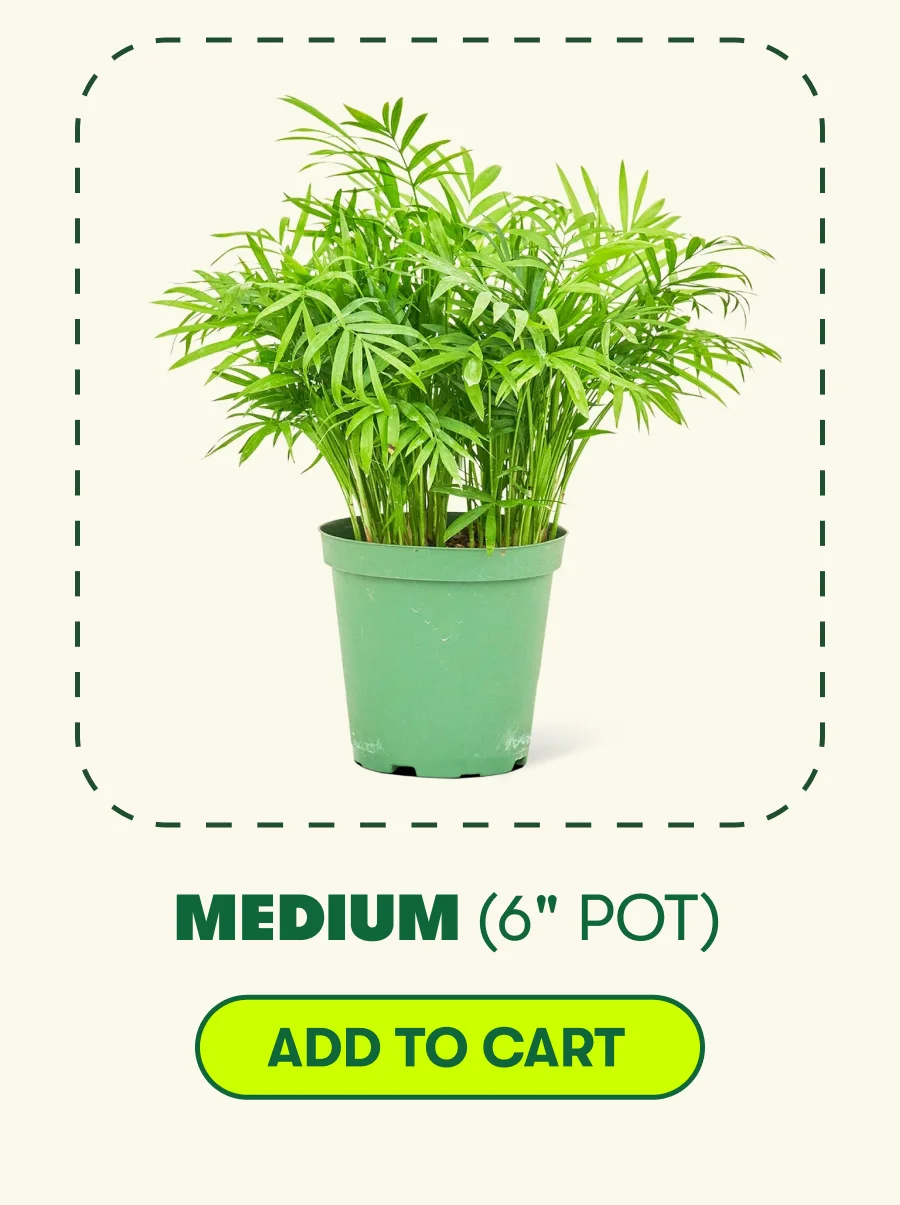 MEDIUM [ADD TO CART]