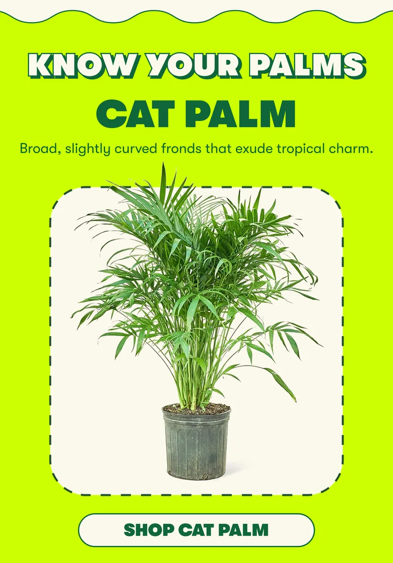 Know your PALMS CAT PLAM Broad, slightly curved fronds that exude tropical charm.