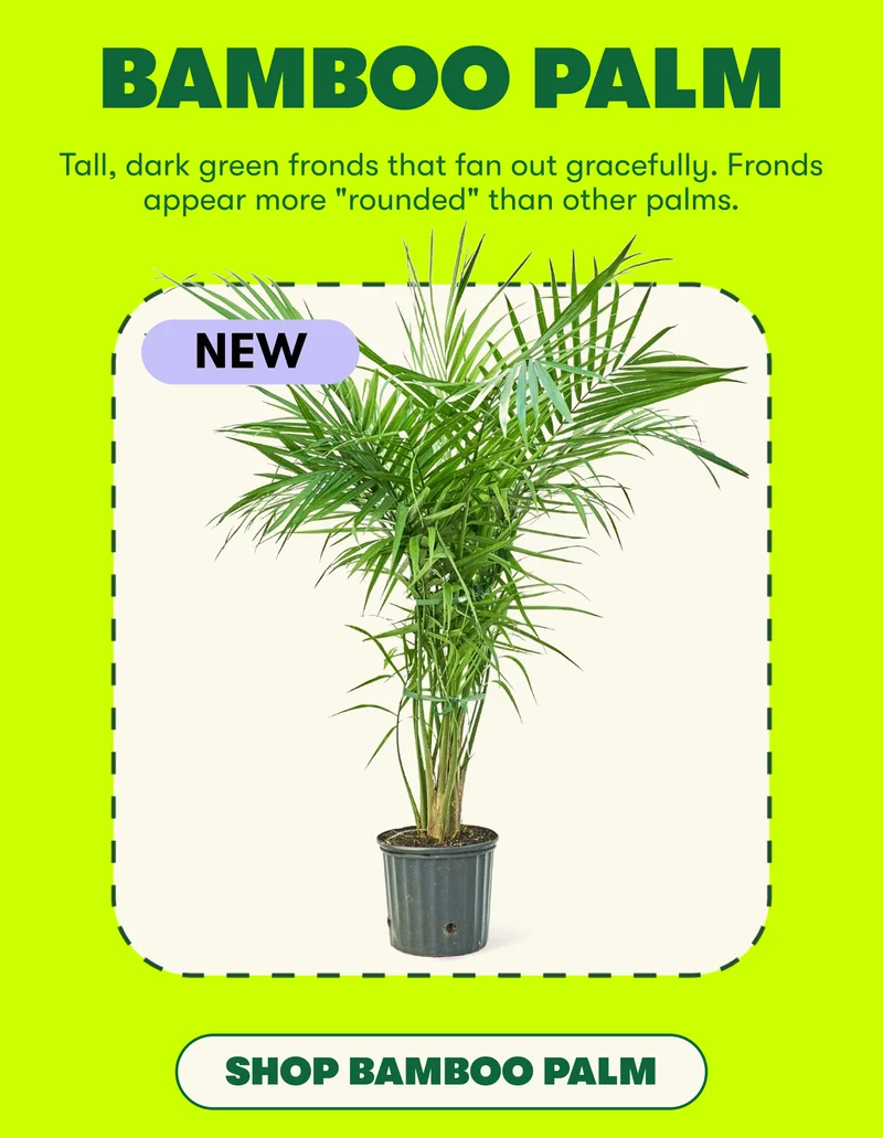 BAMBOO PLAM Tall, dark green fronds that fan out gracefully. Fronds appear more "rounded than other palms.