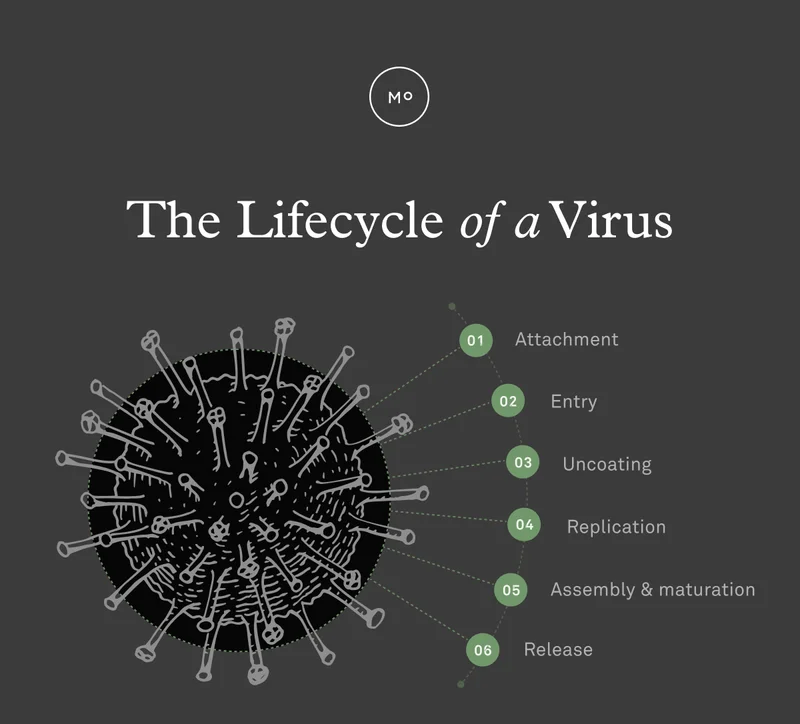Read now: The lifecycle of a virus