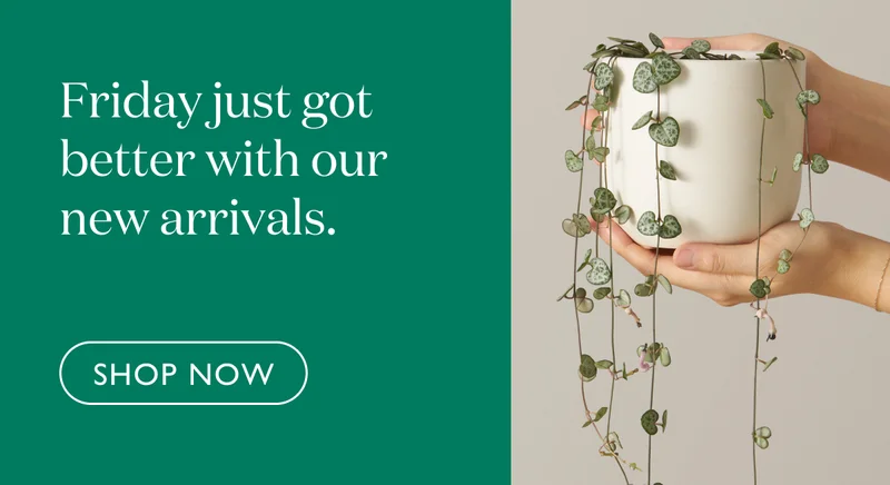 Friday just got better with our new arrivals.