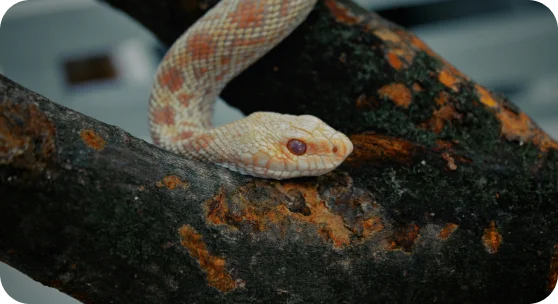 The Snake is associated with deep thinking, charm, and determination.