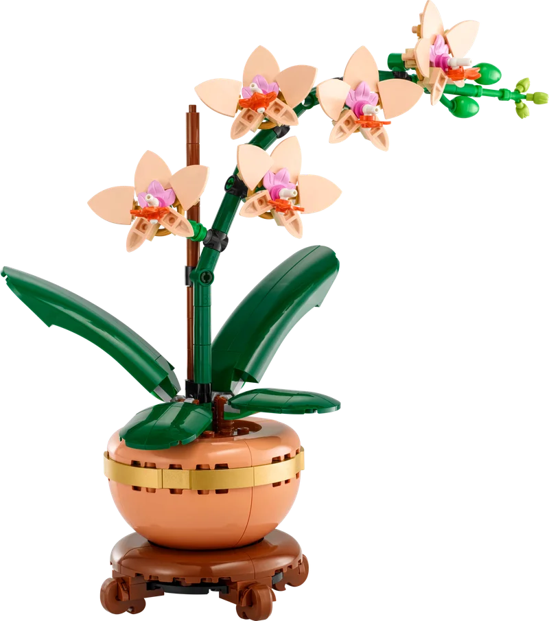 Mini Orchid