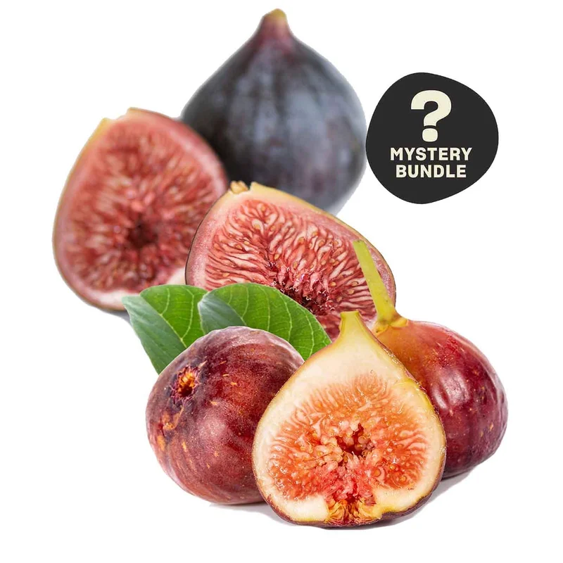 Season's Best Mystery Fig, 1 Lb