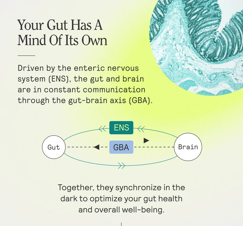 Your Gut Has A Mind Of Its Own. Driven by the enteric nervous system (ENS), the gut and brain are in constant communication through the gut-brain axis (GBA). Together, they synchronize in the dark to optimize your gut health and overall well-being.