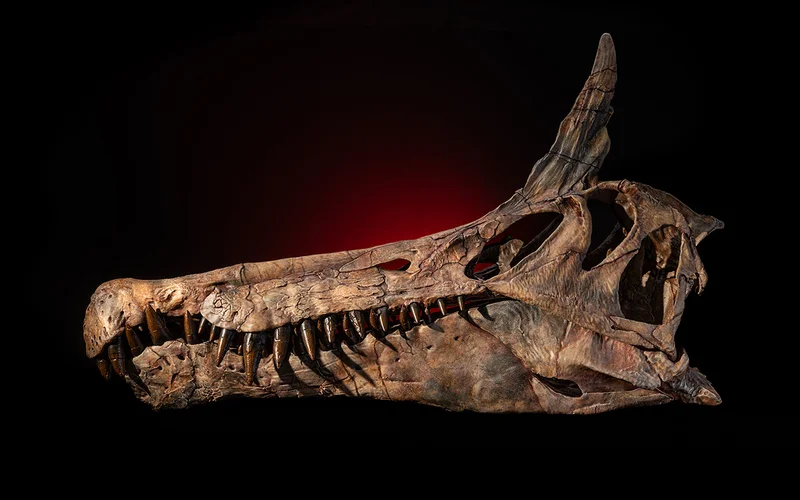 Unearthed in a rare Saharan fossil site in Niger, Spinosaurus mirabilis had a large head crest that may have signaled a message to rivals competing for resources or territory along the way.