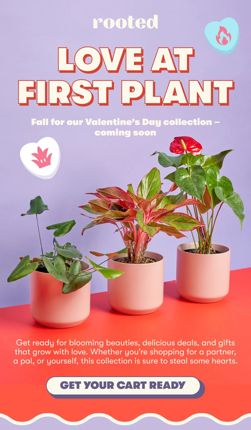 LOVE AT FIRST PLANT Fall for our Valentine's Day collection – coming soon  Get ready for blooming beauties, delicious deals, and gifts that grow with love. Whether you’re shopping for a partner, a pal, or yourself, this collection is sure to steal some hearts.  [GET YOUR CART READY]