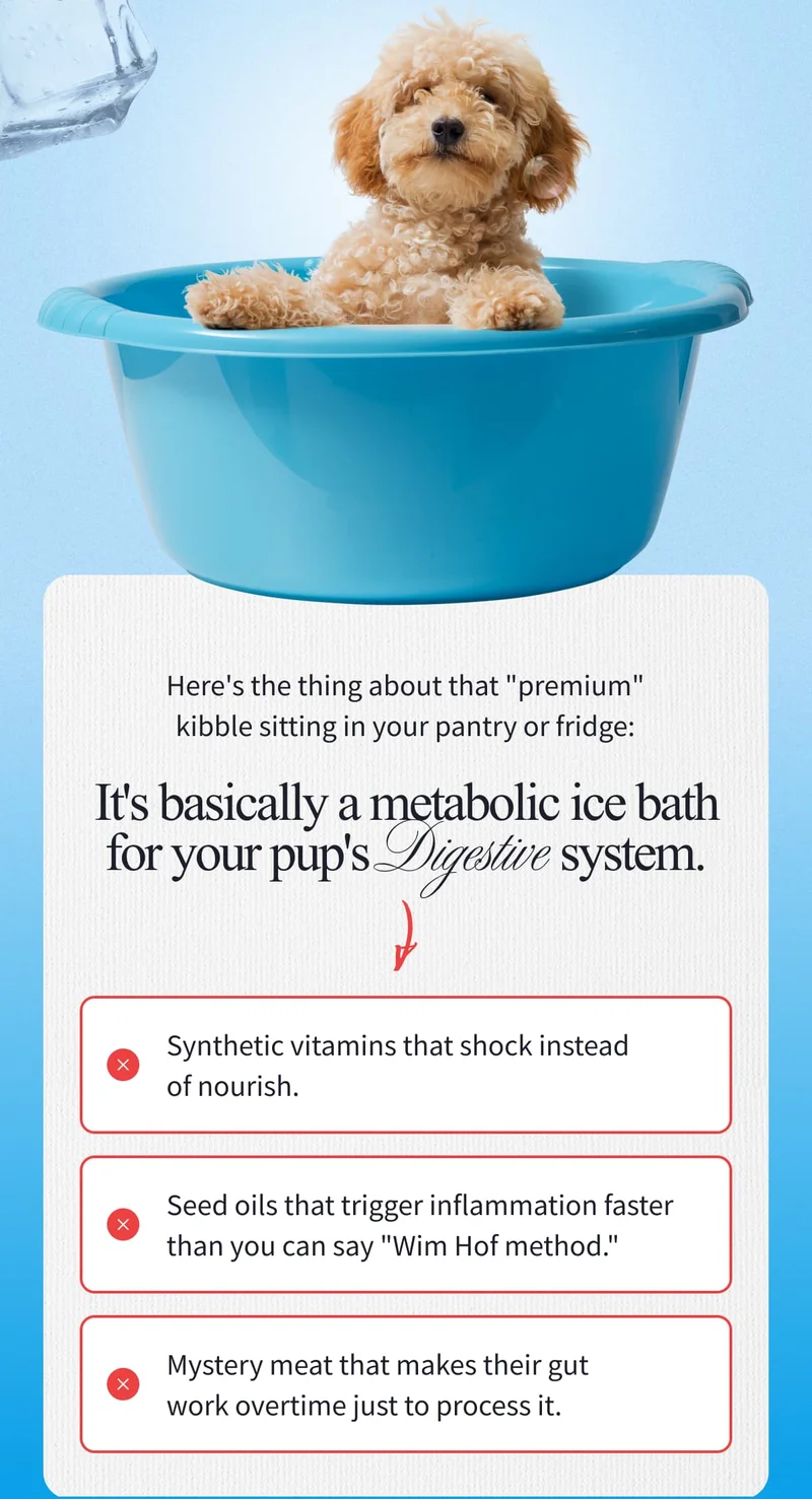 Here's the thing about that "premium" kibble sitting in your pantry or fridge: It's basically a metabolic ice bath for your pup's Digestive system.