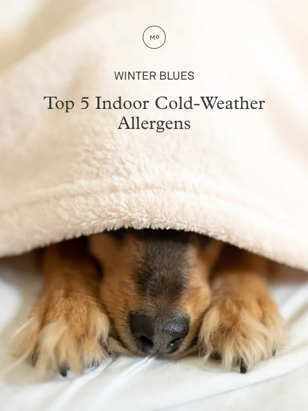 Top 5 Indoor Cold-Weather Allergens