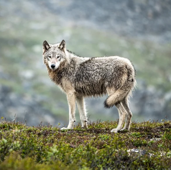 A wolf on a mountain.