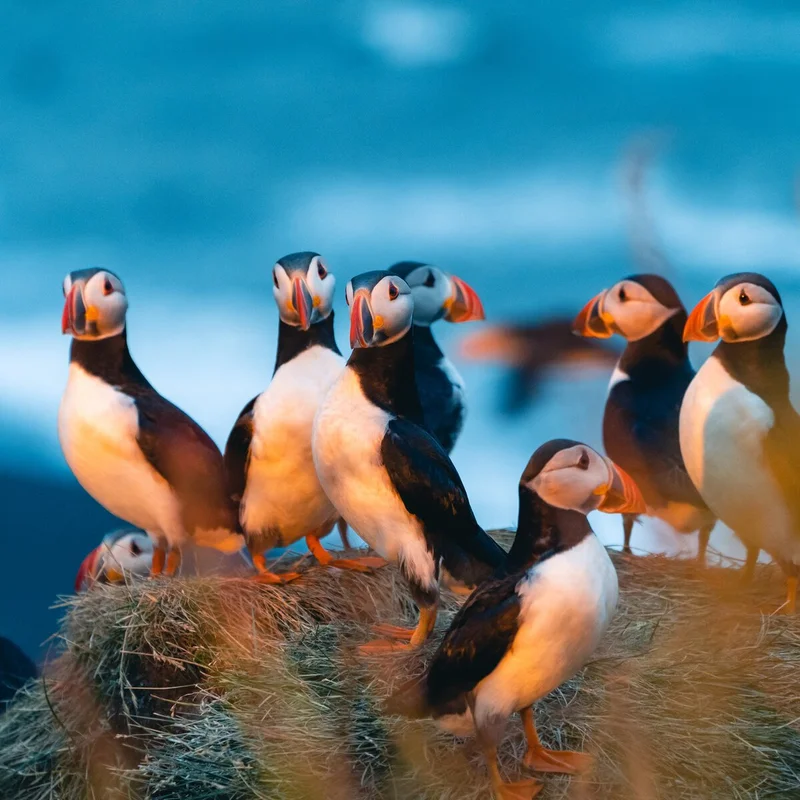 Atlantic puffins, the Faroe Islands