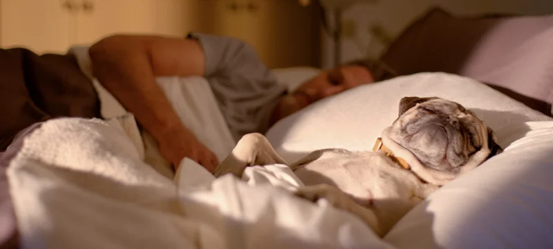Man resting in bed with puppy