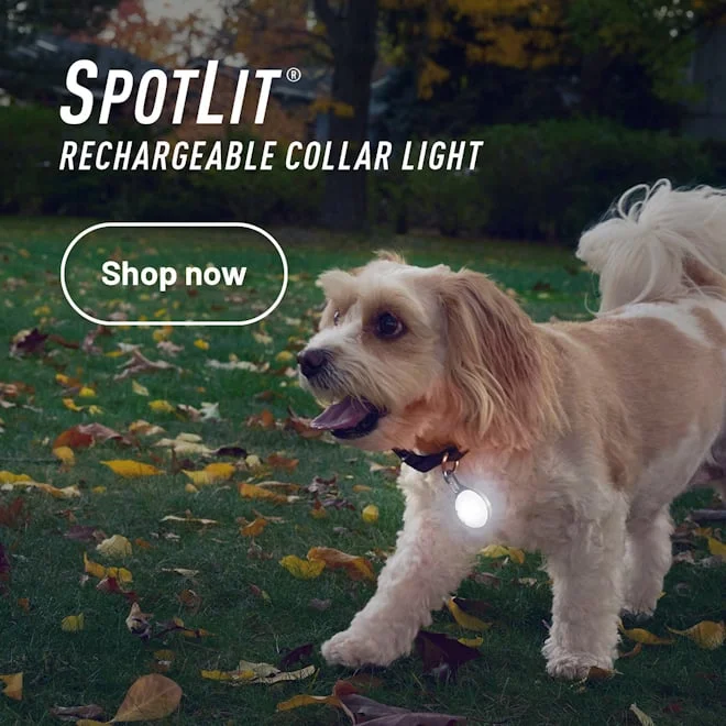 SpotLit® Rechargeable Collar Light