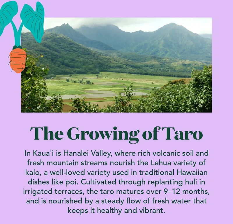 Taro is grown in the Hanalei Valley in Kaua'i, where rich volcanic soil and fresh mountain streams nourish the Lehua variety of taro
