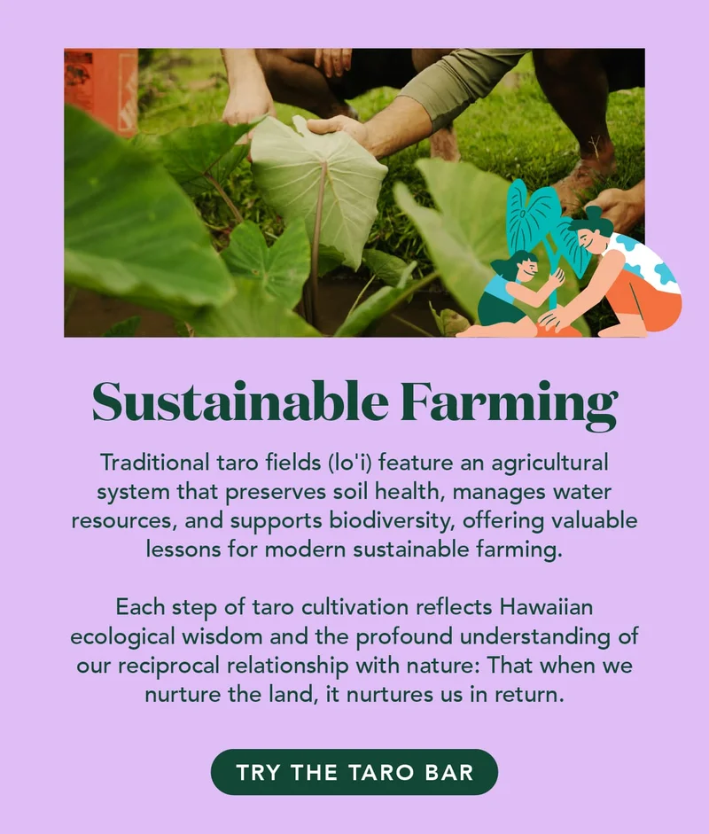 Sustainable Farming: traditional taro fields (lo'i) feature an agricultural system that preserves soil health, manages water resources, and supports biodiversity
