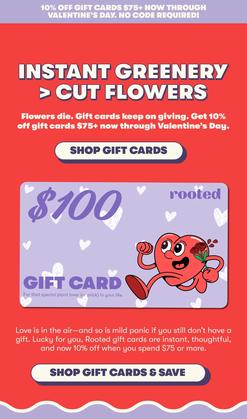 10% off gift cards $75+ now through Valentine’s Day. No code required! Instant Greenery > Cut Flowers Flowers die. Gift cards keep on giving. Get 10% off gift cards $75+ now through Valentine’s Day. Love is in the air—and so is mild panic if you still don’t have a gift. Lucky for you, Rooted gift cards are instant, thoughtful, and now 10% off when you spend $75 or more.  [SHOP GIFT CARDS AND SAVE]