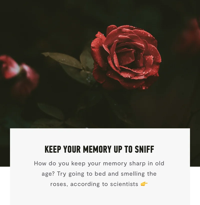 Keep Your Memory Up To Sniff