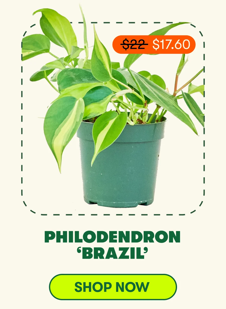 Philodendron ‘Brazil’ [ADDTOCART]