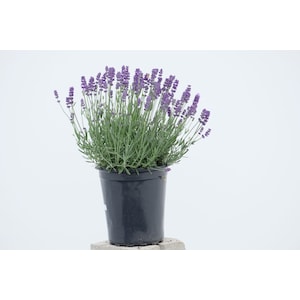 20% Off Select Outdoor Plants