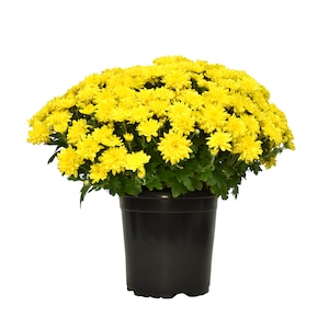 Up to 25% Off Select Outdoor Plants