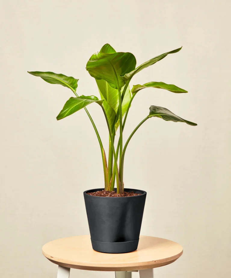 Image of Bird of Paradise Tabletop