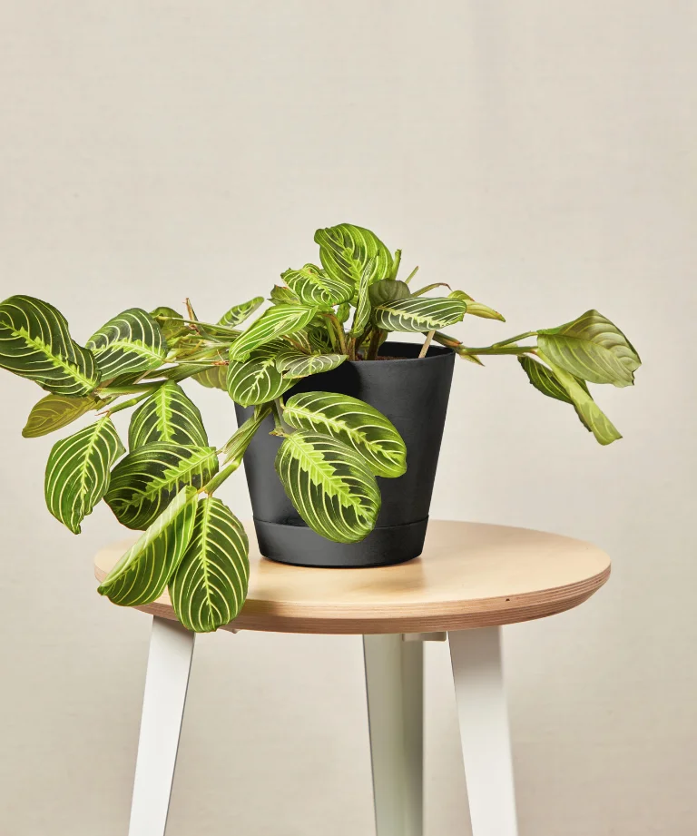 Image of Neon Prayer Plant