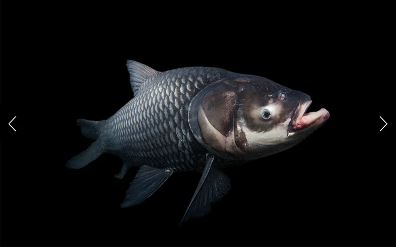 A giant barb megafish photographed at Gilham's Fishing Resort in Khao Thong