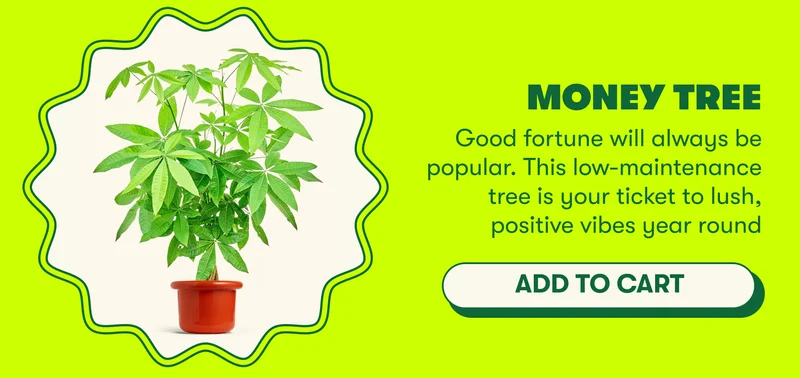 Money Tree Good fortune will always be popular. This low-maintenance tree is your ticket to lush, positive vibes year round [ADD TO CART]