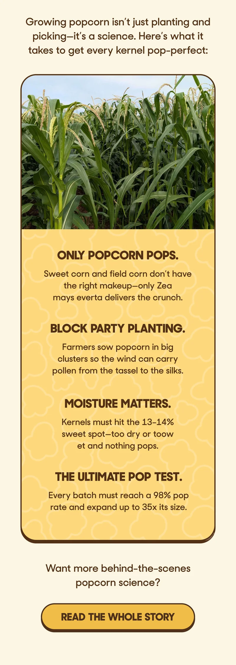 Growing popcorn isn’t just planting and picking—it’s a science. Here’s what it takes to get every kernel pop-perfect:   Only popcorn pops. Sweet corn and field corn don’t have the right makeup—only Zea mays everta delivers the crunch.  Block party planting. Farmers sow popcorn in big clusters so the wind can carry pollen from the tassel to the silks.  Moisture matters. Kernels must hit the 13–14% sweet spot—too dry or too wet and nothing pops.  The ultimate pop test. Every batch must reach a 98% pop rate and expand up to 35x its size.  Want more behind-the-scenes popcorn science? READ THE WHOLE STORY