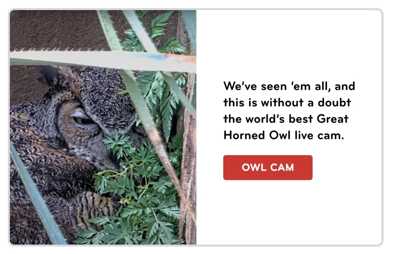 live owl cam