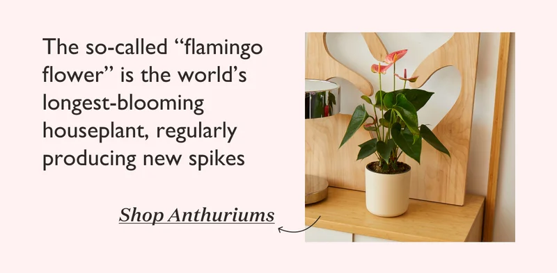 The so-called flamingo flower is the world's longest-blooming houseplant, regularly producing new spikes. Shop Anthuriums.