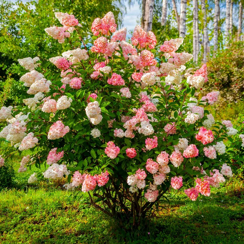 Image of Vanilla Strawberry™ Hydrangea
