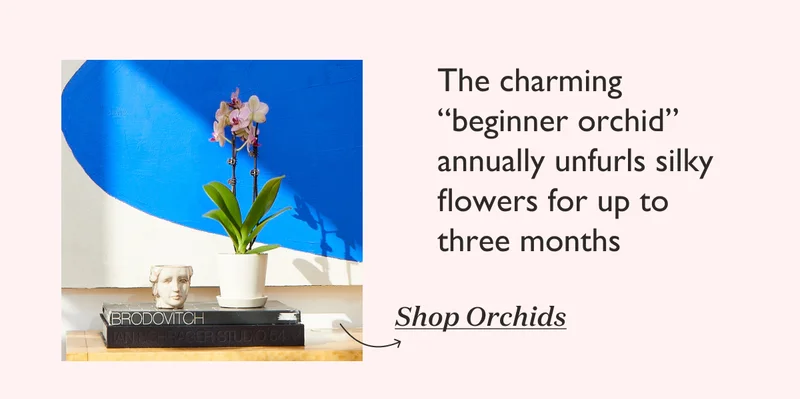 The charming beginner orchid annually unfurls silky flowers for up to three months. Shop Orchids.