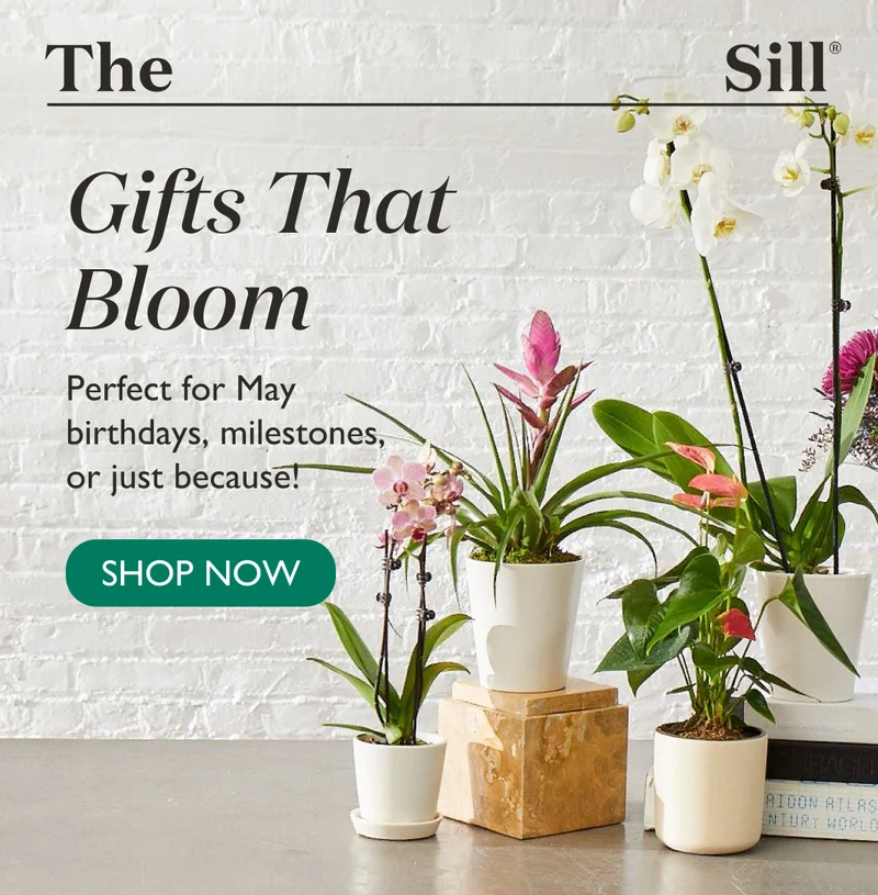 Gifts That Bloom: Perfect for Mom, May birthdays, or just because!